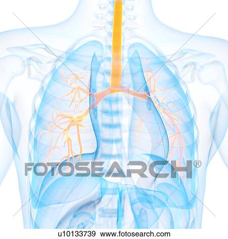 Human bronchi, illustration View Large Illustration Stock Illustration - Human bronchi, illustration. Fotosearch