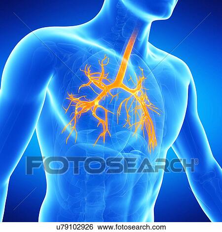 Human bronchi, illustration View Large Illustration Stock Illustration - Human bronchi, illustration. Fotosearch