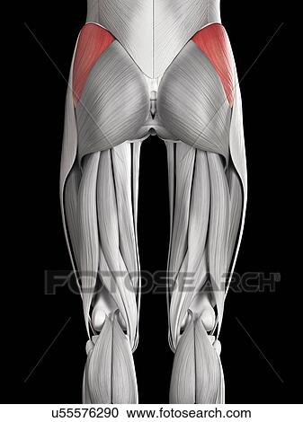 Clipart - Human buttock muscles, illustration. Fotosearch