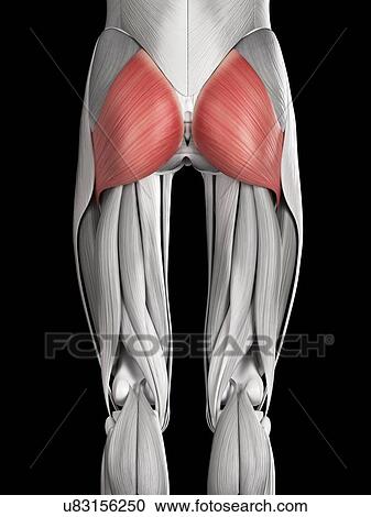 Clipart - Human buttock muscles, illustration. Fotosearch