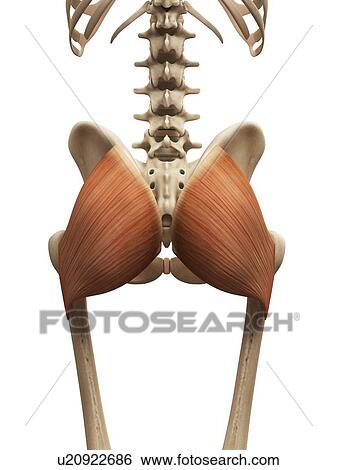 Stock Illustration - Human buttock muscles, illustration. Fotosearch