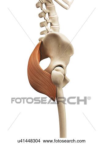 Human buttock muscles, illustration View Large Illustration Stock Illustration - Human buttock muscles, illustration. Fotosearch