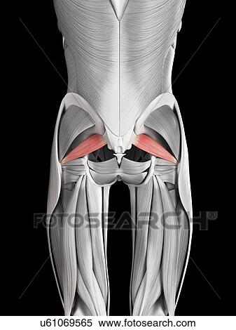 Human buttock muscles, illustration View Large Illustration Stock Illustration - Human buttock muscles, illustration. Fotosearch