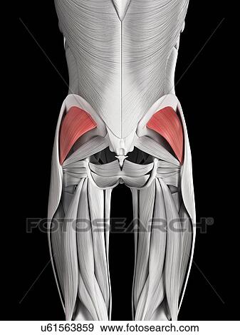 Stock Illustration - Human buttock muscles, illustration. Fotosearch