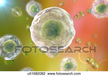 Human cells, illustration View Large Illustration Drawing - Human cells, illustration. Fotosearch