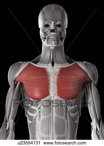 Human chest muscles, illustration View Large Illustration Clip Art - Human chest muscles, illustration. Fotosearch