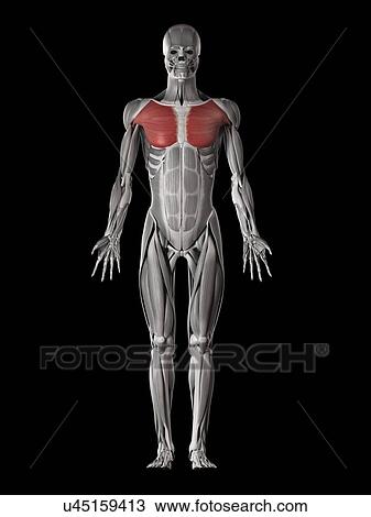 Human chest muscles, illustration View Large Illustration Drawing - Human chest muscles, illustration. Fotosearch