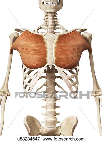 Human chest muscles, illustration View Large Illustration Stock Illustration - Human chest muscles, illustration. Fotosearch