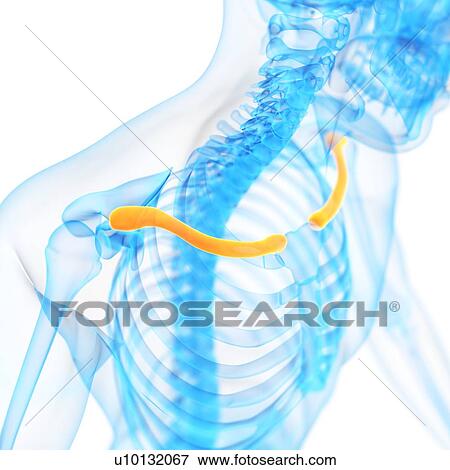 Stock Illustration - Human collar bone, illustration. Fotosearch