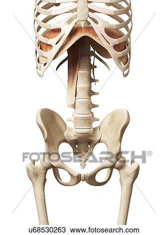 Human diaphragm, illustration View Large Illustration Drawing - Human diaphragm, illustration. Fotosearch