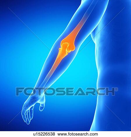 Stock Illustration - Human elbow joint, illustration. Fotosearch