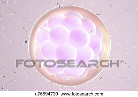 Human embryo, illustration View Large Illustration Clipart - Human embryo, illustration. Fotosearch