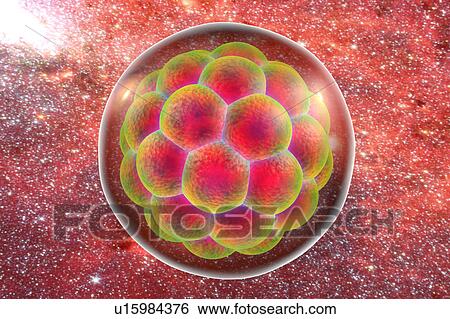 Human embryo, illustration View Large Illustration Stock Illustration - Human embryo, illustration. Fotosearch