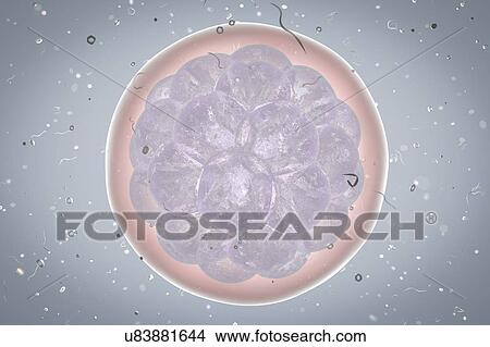 Stock Illustration - Human embryo, illustration. Fotosearch