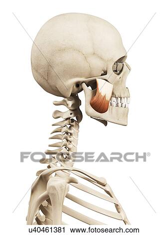 Clip Art - Human facial muscles, illustration. Fotosearch