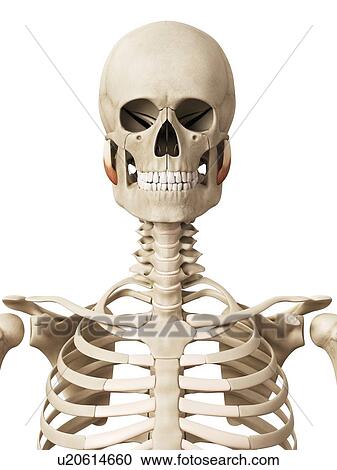 Clipart - Human facial muscles, illustration. Fotosearch