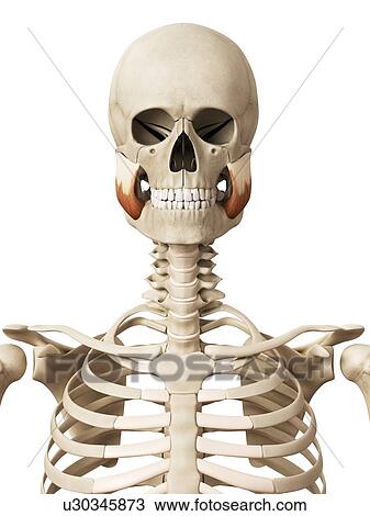 Human facial muscles, illustration View Large Illustration Drawing - Human facial muscles, illustration. Fotosearch