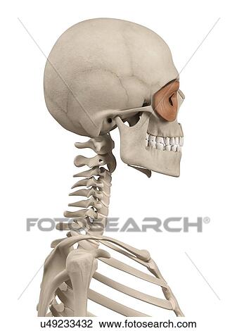 Human facial muscles, illustration View Large Illustration Drawing - Human facial muscles, illustration. Fotosearch
