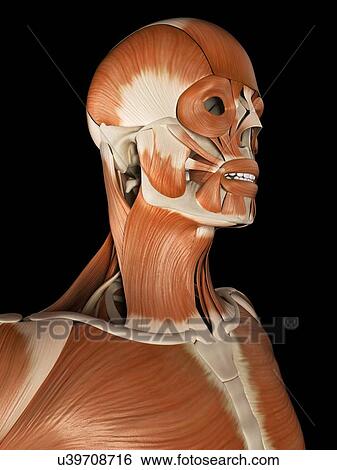 Stock Illustration - Human facial muscles, illustration. Fotosearch