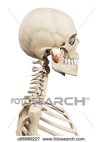 Stock Illustration - Human facial muscles, illustration. Fotosearch
