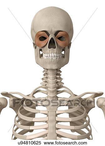 Human facial muscles, illustration View Large Illustration Stock Illustration - Human facial muscles, illustration. Fotosearch