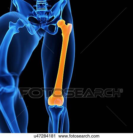Human femur bone, illustration View Large Illustration Clip Art - Human femur bone, illustration. Fotosearch
