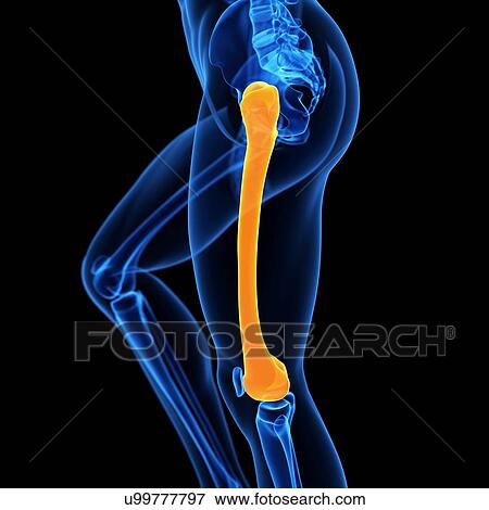 Human femur bone, illustration View Large Illustration Stock Illustration - Human femur bone, illustration. Fotosearch