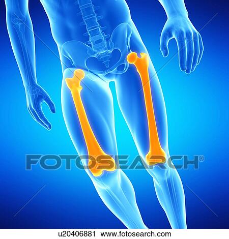 Human femur bones, illustration View Large Illustration Clip Art - Human femur bones, illustration. Fotosearch