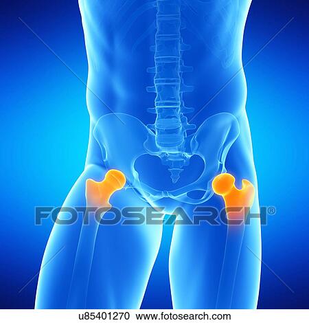 Clipart - Human femur bones, illustration. Fotosearch