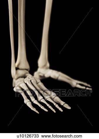 Drawing - Human foot bones, illustration. Fotosearch