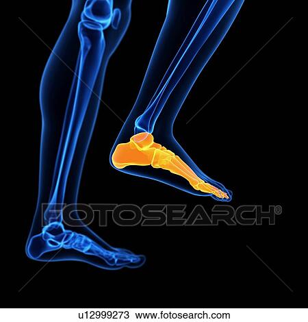 Drawing - Human foot bones, illustration. Fotosearch