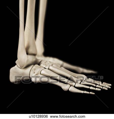 Stock Illustration - Human foot bones, illustration. Fotosearch
