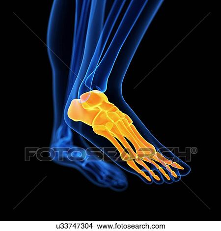 Stock Illustration - Human foot bones, illustration. Fotosearch