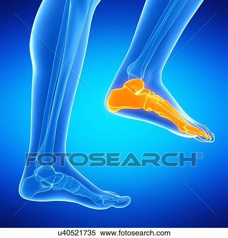 Stock Illustration - Human foot bones, illustration. Fotosearch