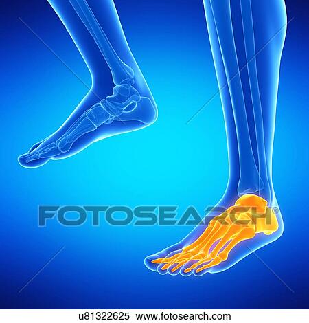 Human foot bones, illustration View Large Illustration Stock Illustration - Human foot bones, illustration. Fotosearch