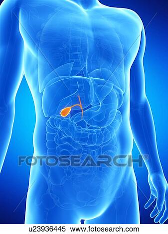 Human gallbladder, illustration View Large Illustration Stock Illustration - Human gallbladder, illustration. Fotosearch
