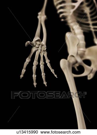 Human hand bones, illustration View Large Illustration Clipart - Human hand bones, illustration. Fotosearch