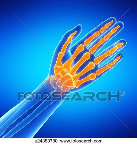 Clipart - Human hand bones, illustration. Fotosearch
