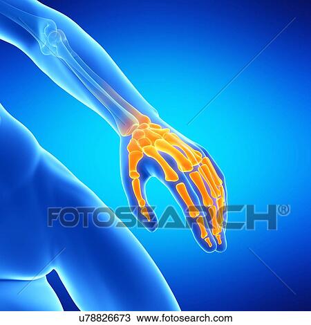 Drawing - Human hand bones, illustration. Fotosearch