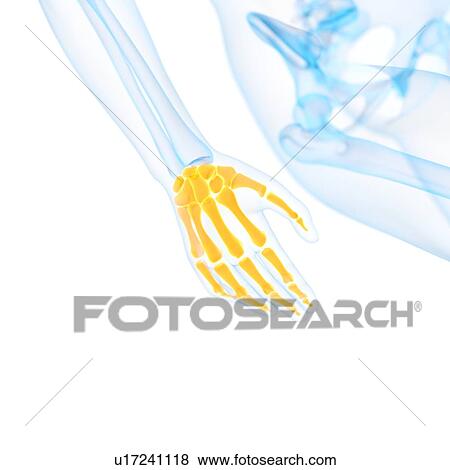Human hand bones, illustration View Large Illustration Stock Illustration - Human hand bones, illustration. Fotosearch