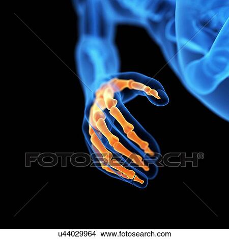 Human hand bones, illustration View Large Illustration Stock Illustration - Human hand bones, illustration. Fotosearch
