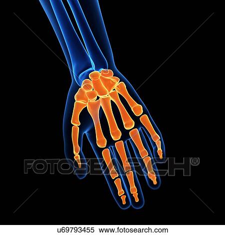 Human hand bones, illustration View Large Illustration Stock Illustration - Human hand bones, illustration. Fotosearch
