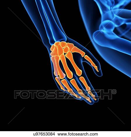 Human hand bones, illustration View Large Illustration Stock Illustration - Human hand bones, illustration. Fotosearch