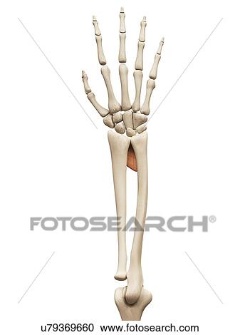 Clipart - Human hand muscles, illustration. Fotosearch