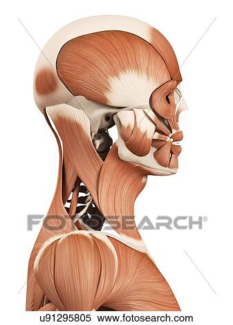 Human head and muscles, illustration View Large Illustration Stock Illustration - Human head and muscles, illustration. Fotosearch