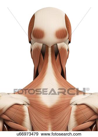 Stock Illustration - Human head and neck muscles, illustration. Fotosearch