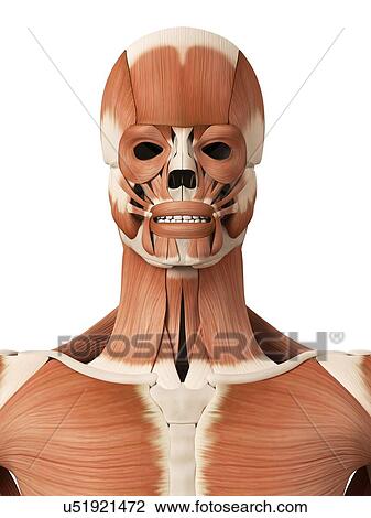 Human head, facial muscles, illustration View Large Illustration Drawing - Human head, facial muscles, illustration. Fotosearch