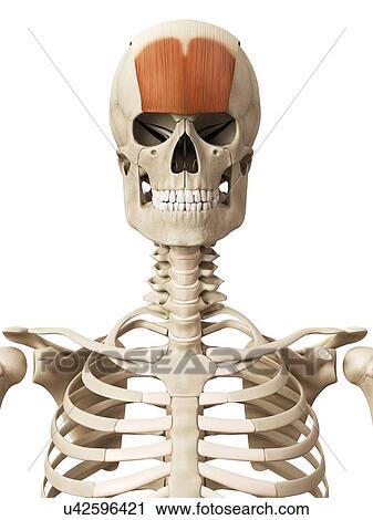 Human head muscles, illustration View Large Illustration Clip Art - Human head muscles, illustration. Fotosearch