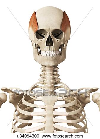 Human head muscles, illustration View Large Illustration Clipart - Human head muscles, illustration. Fotosearch