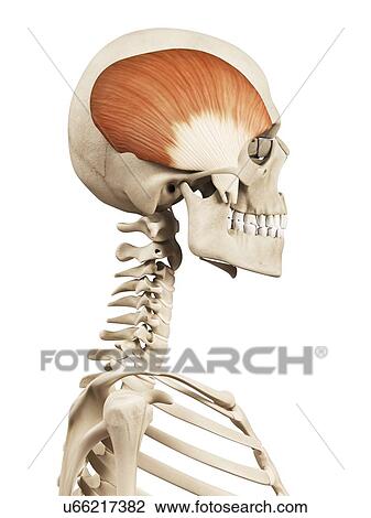 Drawing - Human head muscles, illustration. Fotosearch